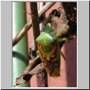 Cyphostethus tristriatus - Buntrock 01.jpg